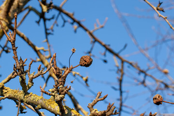 rotten spoiled food apple or pear