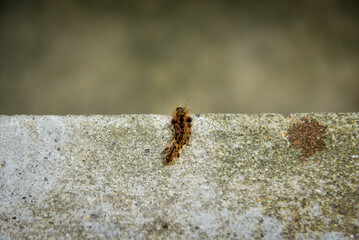 hairy caterpillar isolated on blurred background
