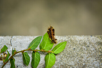 hairy caterpillar isolated on blurred background
