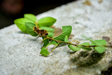 hairy caterpillar isolated on blurred background
