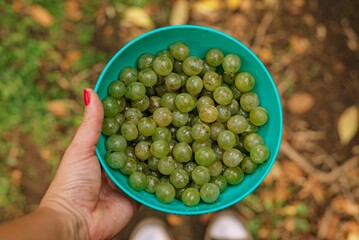 Bowl de uvas verdes recién cosechadas
