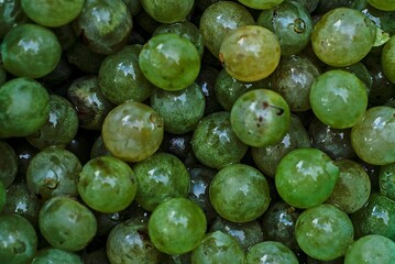 Macro de uvas verdes recién cosechadas