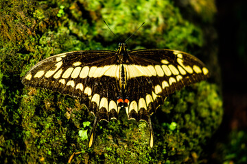 butterfly in the wild with great color and  plant 