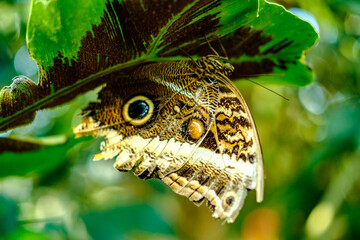 butterfly in the wild with great color and  plant 