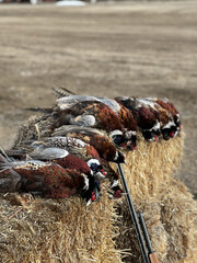 Selective of killed pheasants on hay after the hunting
