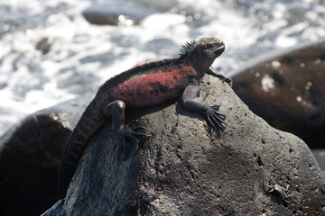 Marine Iguana Amblyrhyncus cristatus on the Island of Espanola