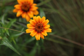 flower in the garden