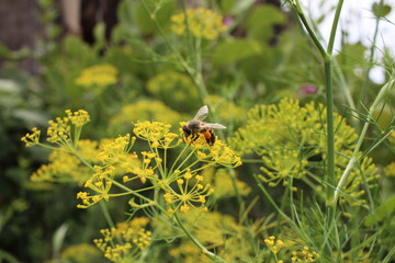 bee on flower
