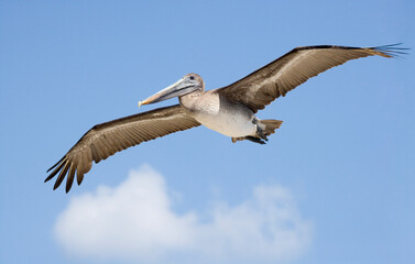 Brown Pelican in flight against a bright blue sky