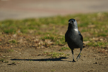 Close-up shot of a jackdaw walking on a ground of soil