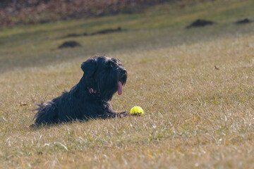 Black dog lying on the grass in a field