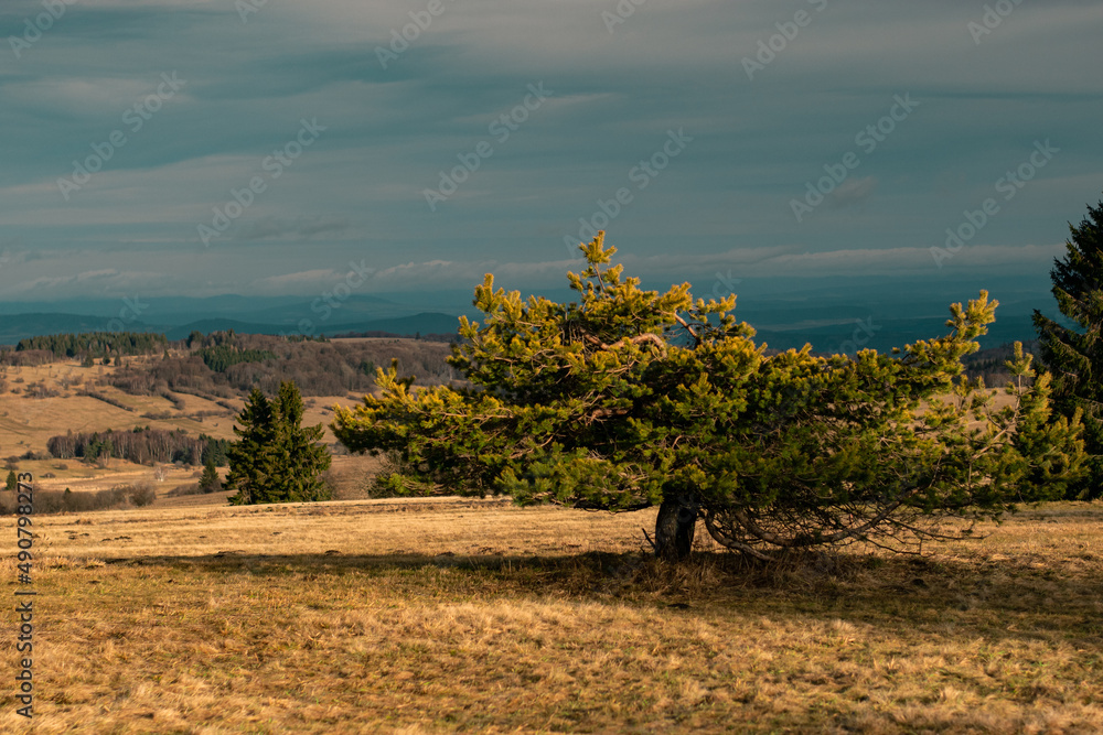 Poster view of isolated green trees in a dry field on a gloomy day