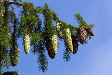 green fir cones on a tree or in sunny weather