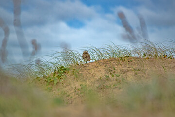 Lechuza en médanos playeros