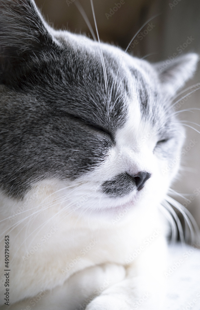 Wall mural close-up shot a british shorthair cat sleeping by the window in bright light