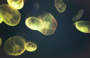 Beautiful view of a smack of moon jellyfish glowing in the dark in Haichang Ocean Park, Shanghai