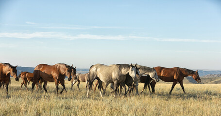 Quarter Horse Mares and Foals