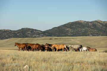 Quarter Horse Mares and Foals