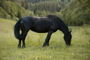 schwarzes Pferd kneift Gras auf grünem Hintergrund