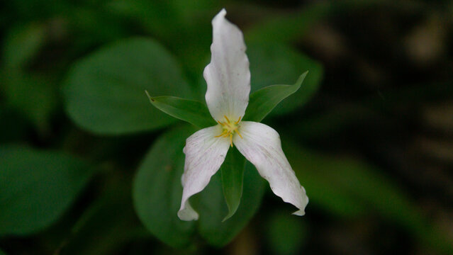 Selective Focus Shot Of Blooming White Trillium Flower Isolated On Green Background