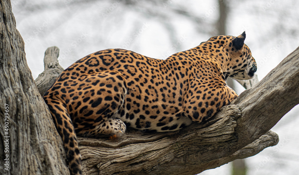 Poster Closeup of a Leopard on a tree in a zoo