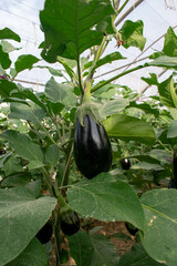 Black eggplant hanging on a branch with plant leaves on dirt land on a farm in Doha, Qatar
