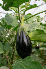 Black eggplant hanging on a branch with plant leaves on dirt land on a farm in Doha, Qatar
