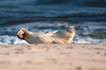 Fotobehang Baby seal enjoying the sun on Sylt beach, Germany © Svenlehenberger/Wirestock