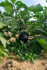 Black eggplant hanging on a branch with plant leaves on dirt land on a farm in Doha, Qatar