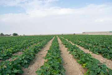 Fototapeta na wymiar Cabbage farmland and blue sky on a farm in Doha, Qatar