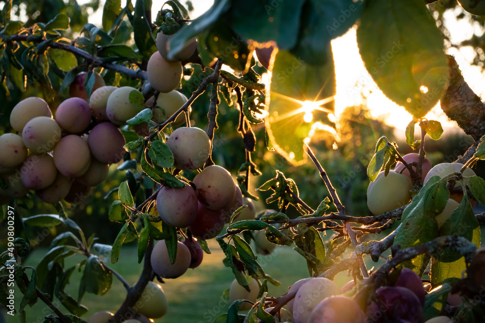 Poster closeup of apricots with sunlight in the background