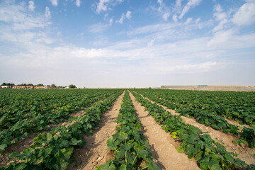 Fototapeta na wymiar Farmland and blue sky on a farm in Doha, Qatar