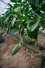 Green Bell Pepper hanging on a branch with plant leaves on a farm in Doha, Qatar 