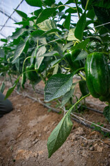 Green Bell Pepper hanging on a branch with plant leaves on a farm in Doha, Qatar 