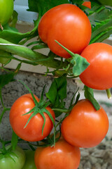 Red tomatoes hanging from branches inside a greenhouse on a farm in Doha, Qatar