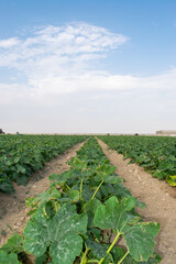 Fototapeta na wymiar Stretching zucchini fields with blue sky on farmland on a farm in Doha, Qatar