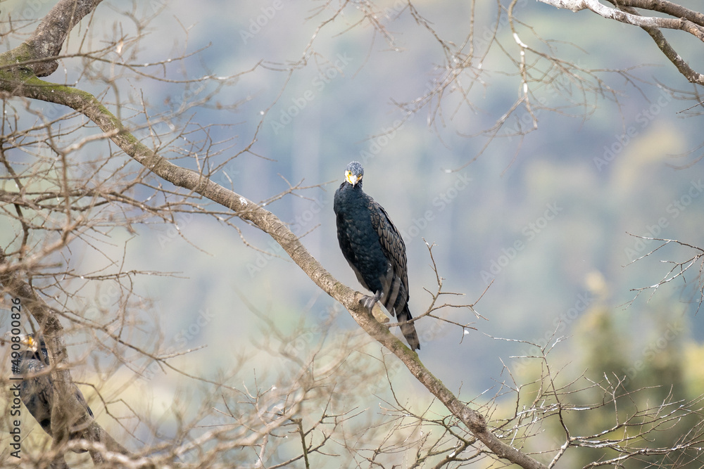 Poster Selective focus shot of great cormorants (phalacrocorax carbo) perched on tree