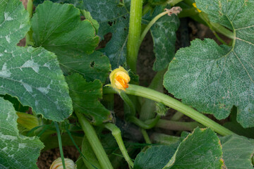 ucchini flower on agricultural land on a farm in Doha, Qatar