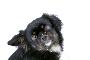 A black dog looks funny with snow on its face.