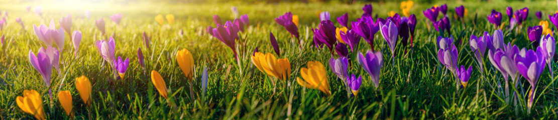 Spring background with flowering violet crocus in early spring. Lila Crocus Iridaceae ( The Iris...