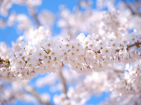 桜のアップ © makieni