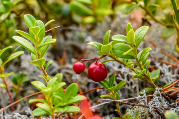 lingonberry in forest