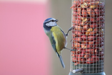 Eurasian blue tit