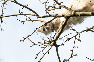 white cat up a tree. high key image