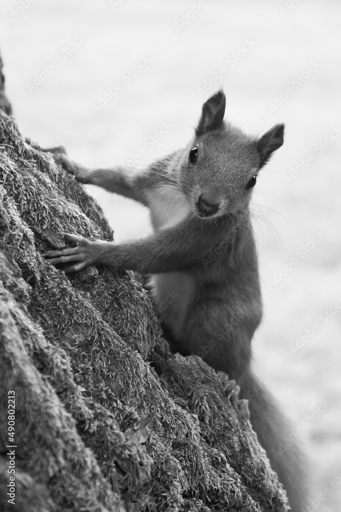 Poster grayscale of a cute squirrel on a tree trunk with a blurry background