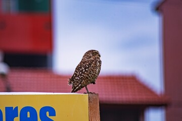 Lechuza pequeña en costa Argentina