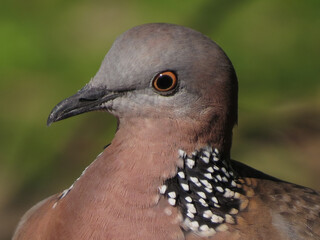 Portrait of a spotted dove with a blurred background