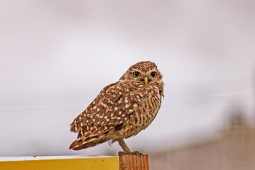 Lechuza pequeña en costa Argentina
