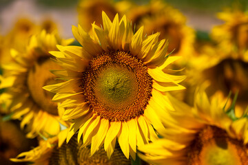 Obraz premium yellow flowering sunflowers in the summer