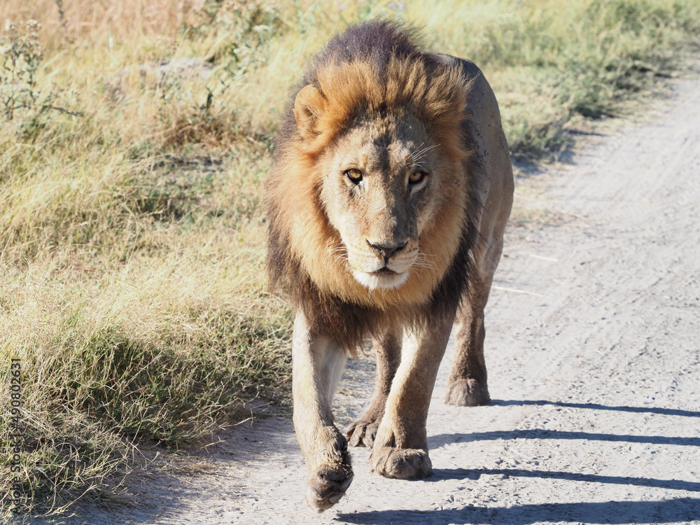 Canvas Prints Male lion in all of his glory